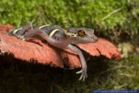 Goniusaurus hainanensis,Japanischer Baendergecko,Japanese Ground Gecko