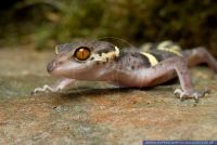 Goniusaurus hainanensis,Japanischer Baendergecko,Japanese Ground Gecko