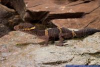 Goniurosaurus lichtenfelderi,Chinesischer Tigergecko,Chinesischer Lidgecko,Lichtenfelder's Gecko