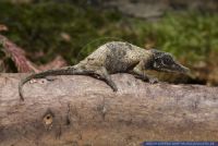 Rhampholeon spinosus,Stachel-Zwergchamaeleon,Rosette-nosed pygmy chameleon