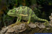 Chamaeleo dilepis,Lappenchamaeleon,Flap-necked chameleon