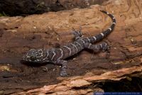 Cyrtodactylus consobrinus,Gebaenderter Bogenfingergecko,Peter's Bent-toed Gecko