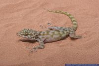 Ptyodactylus ragazzii,Faecherfussgecko,Fan-footed Gecko