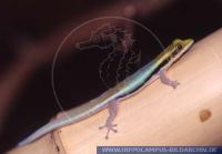 Phelsuma klemmeri, Blauer Bambustaggecko, Yellow Head Day Gecko 