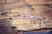 Uta stansburiana, Seitenfleckleguan, Common Side-blotched Lizard 