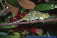 Bradypodion tavetanum, Zweihornchamäleon, Taveta, Dwarf Fischer's Chameleon ,Two-horned Chameleon 