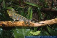 Gonocephalus chamaeleontinus, Laurents Winkelkopfagame, Chameleon Forest Dragon, Chameleon Anglehead Lizard 