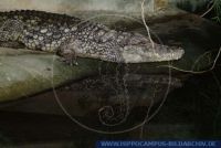 RKRFT0003 Crocodylus niloticus<br>
