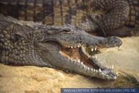 RKRUD0005 Crocodylus niloticus<br>squamata, Reptilien, reptiles, Terrarium, Vivarium, Krokodile, Crocodylia, Crocodiles, caiman, kaiman, Terraristik, Terraristic