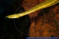 RSCFT0296 Erpeton tentaculatum<br>