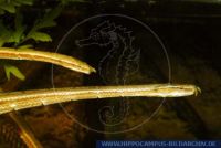RSCFT0298 Erpeton tentaculatum<br>