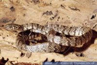 Imantodes cenchoa, Riesennatter , Chunk-headed Snake, Blunt-headed Tree Snake 