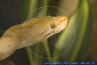 Python molurus bivitattus, Tigerpython, Burmese python 