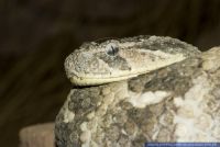 Crotalus atrox,Texas-Klapperschlange,Western Diamond-backed Rattlesnake