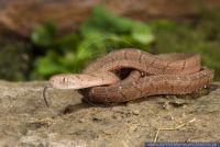 Dasypeltis scabra,Afrikanische Eierschlange,Egg-eating Snake