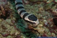 Laticauda semifasciata,Seekobra,Black banded sea krait
