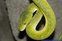 Morelia ( Chondropython ) viridis,Gruener Baumpython,Green Tree Python