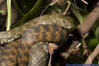 Natrix tessellata,Gewoenliche Wuerfelnatter,Tessellated grass snake