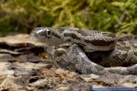 Pantherophis obsoletus spiloides,Graueb Erdnatter,Grey Rat Snake