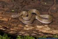 Lamprophis fuliginosus,Afrikanische Hausschlange,African House Snake