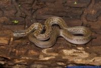 Lamprophis fuliginosus,Afrikanische Hausschlange,African House Snake