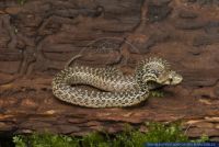 Pituophis catenifer pumilis,Santa Cruz Insel Gophernatter,Channel Islands Gopher Snake