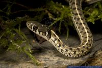 Thamnophis marcianus,Karierte Strumpfbandnatter,Checkered Garter Snake