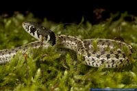 RSCFT0807 Thamnophis marcianus<br>