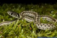Thamnophis marcianus,Karierte Strumpfbandnatter,Checkered Garter Snake
