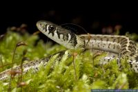 RSCFT0810 Thamnophis marcianus<br>
