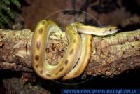 Python molurusbivittatus'Green'