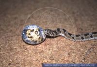 Dasypeltis scabra, Afrikanische Eierschlange, Egg-eating Snake 