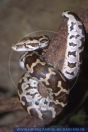 Python molurus molurus, Tigerpython, Indian rock python 