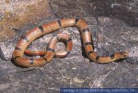 Sonora semiannulata, Erdtrugnatter, Ground Snake 