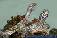 Graptemys nigrinoda, Schwarzknopf-Höckerschildkröte, Black-knobbed Map Turtle 