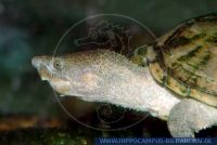 Sternotherus carinatus, Dach-Moschusschildkröte, Razorback Musk Turtle 