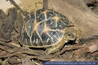 Geochelone radiata, Strahlenschildkröte, Radiated tortoise 