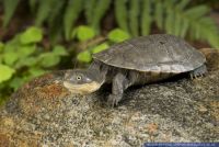Pelusios castaneus,Klappbrust-Pelomedusenschildkroete,West African Mud Turtle