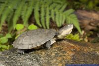 Pelusios castaneus,Klappbrust-Pelomedusenschildkroete,West African Mud Turtle