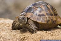Testudo graeca ibera,Maurische Landschildkroete,Mediterranean spur-thighed tortoise, Greek tortoise