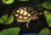 Graptemys oculifera, Prachthöckerschildkröte, Ringed Map Turtle 