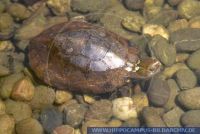 Sacalia quadriocellata, Chinesische Pfauenaugenschildkröte, Four eyed turtle 