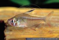 S39780_2 Hyphessobrycon ornatus (=robertsi)<br>