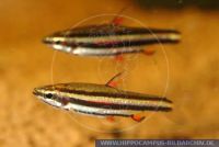 S53475_2 Nannostomus marginatus<br>