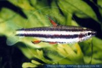 S53475_3 Nannostomus marginatus<br>