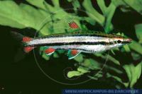 S53485_2 Nannostomus trifasciatus<br>