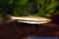 S53485_5 Nannostomus trifasciatus<br>