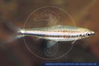 S53490_1 Nannostomus sp. COLOMBIA (cf. trifasciatus)<br>