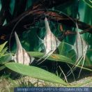 S71900_1 Pterophyllum altum WILD<br>