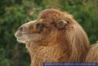 Camelus ferusbactrianus